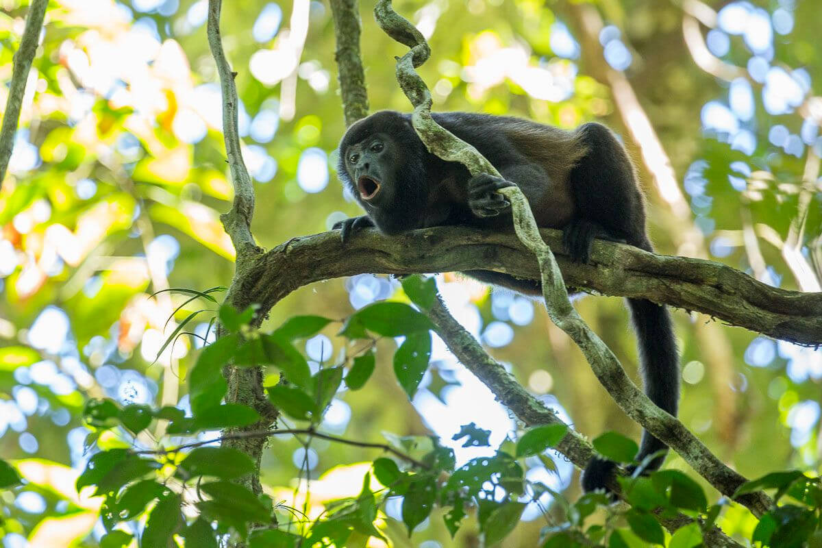 Mantled Howler Monkey in a tree, Coiba National Park, Panama