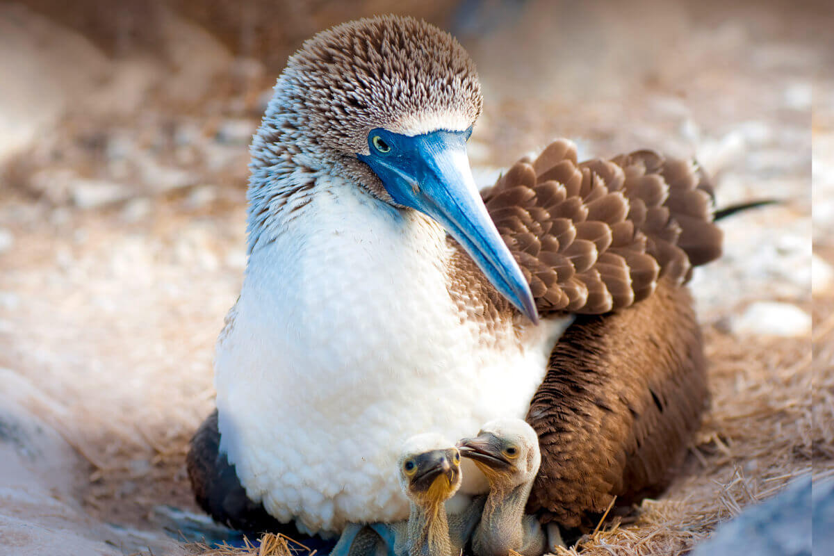 A nesting Blue Footed Booby